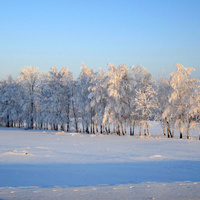 Деревца, деревца, деревца снежной скатертью покрытые.