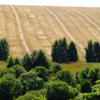 Полосатые поля на Сторожевском поле перед Хутором.