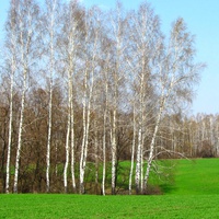 Скороднянские березки гуляют в зеленом поле.