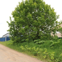 Село Сосновка