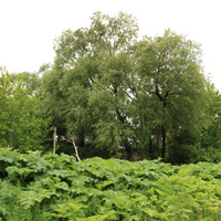 Село Сосновка