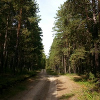 В лесу
