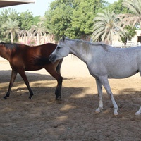 Шарджа. Конный клуб Sharjah Equestrian & Racing Club.