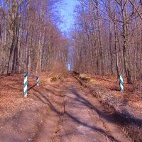 Дорога лісовозів