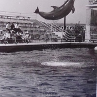 Батумский дельфинарий 1977 год.