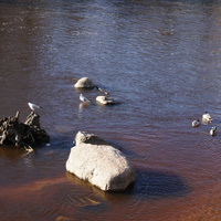 Сестрорецк