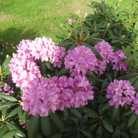 Диво-Остров