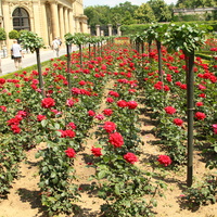 Сад Резиденции