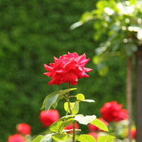 Сад Резиденции