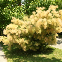 Сад Резиденции