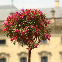 Сад Резиденции