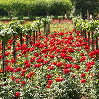 Сад Резиденции