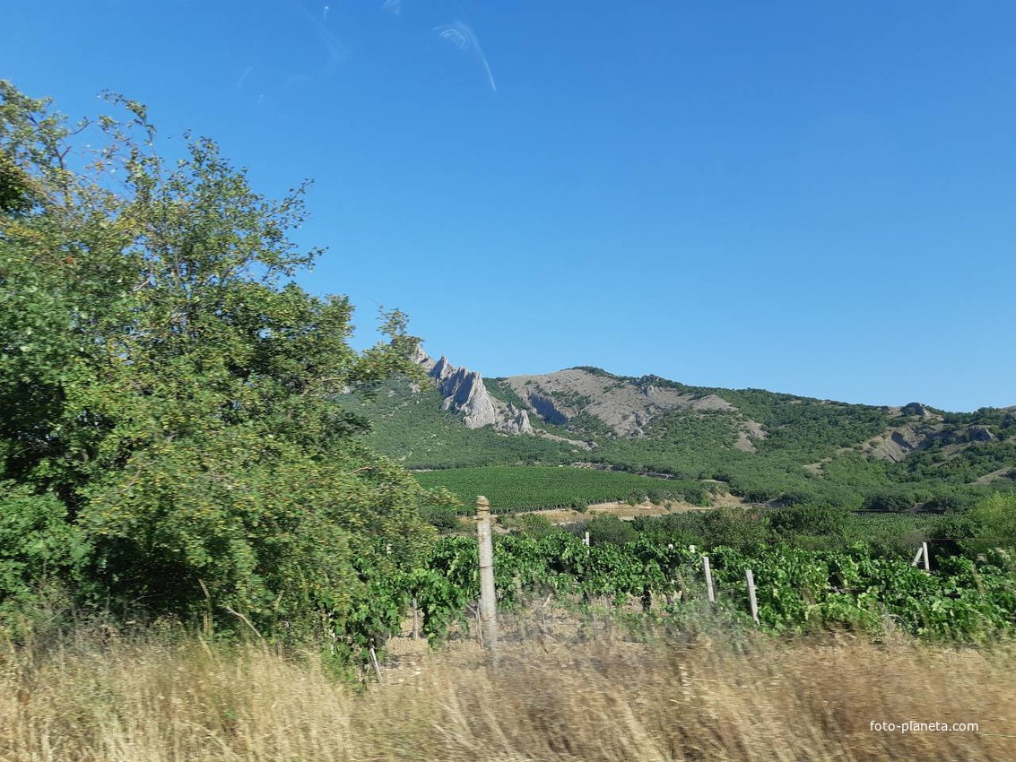 Виноградники...