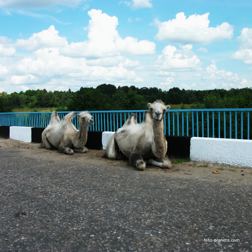 Верблюды на мосту р. Медведица