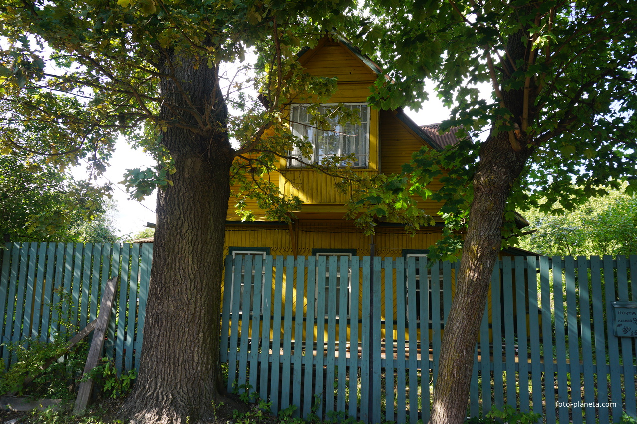 Мартышкино. Лесная улица.