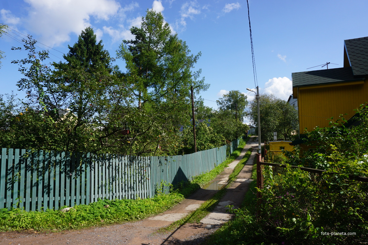 Мартышкино. Лесная улица.