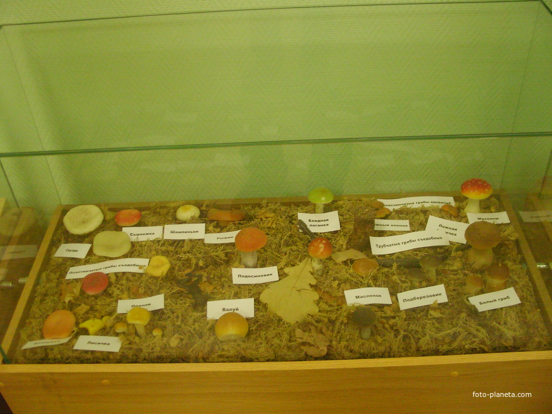 В Шатурском краеведческом музее