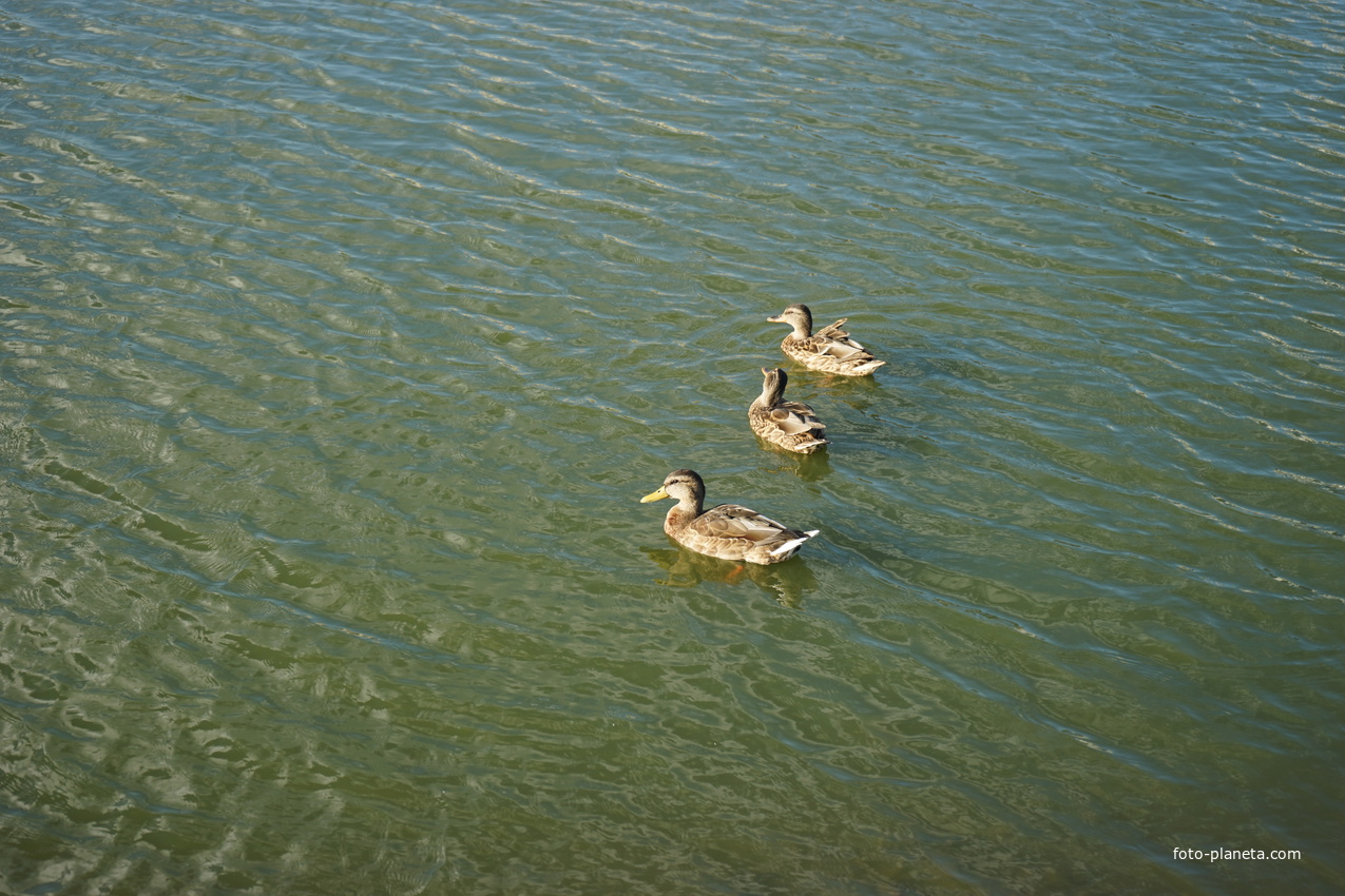 Утки на Долгом озере.