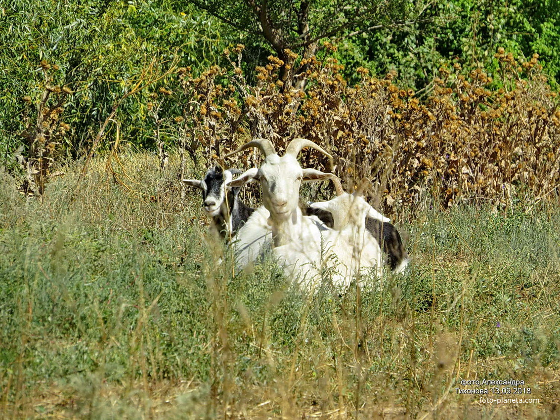 Ериковские козы