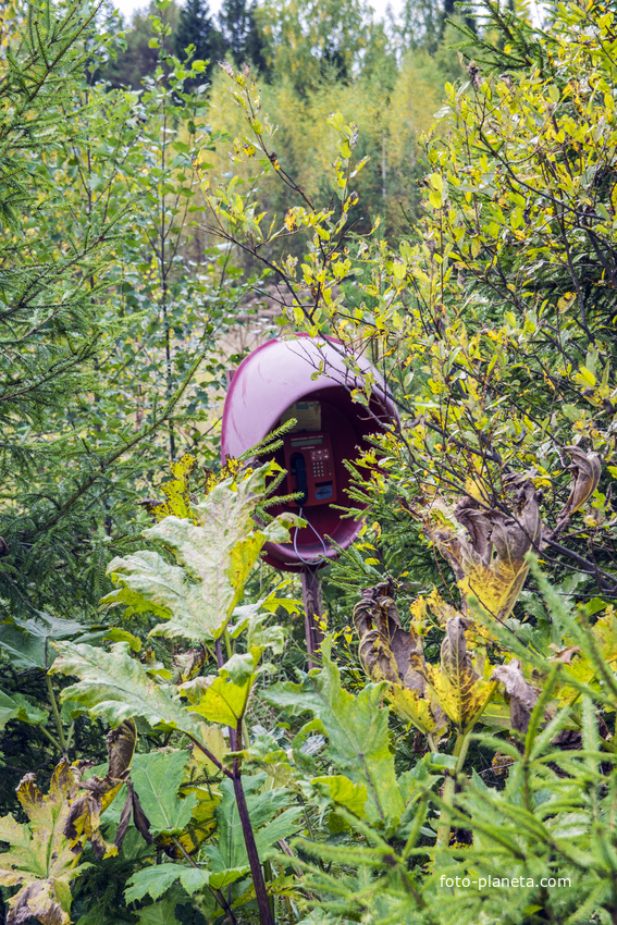 Заброшенный телефон в с. Алексеевское Мурашинского района