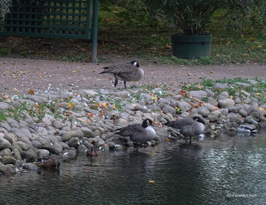 Лебяжий пруд