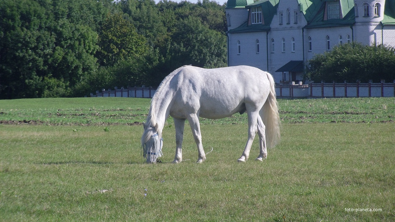 Монастирський кінь.