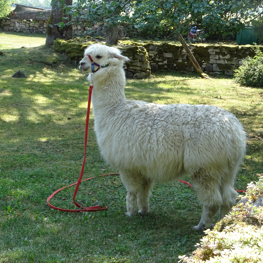 Хутор Лаасу, деревня Наутсе