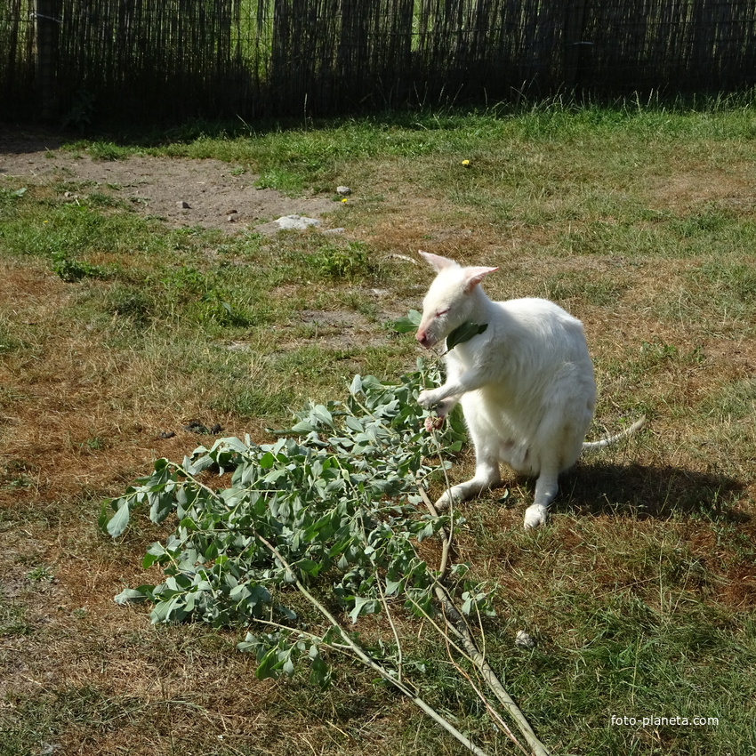 Хутор Лаасу, деревня Наутсе