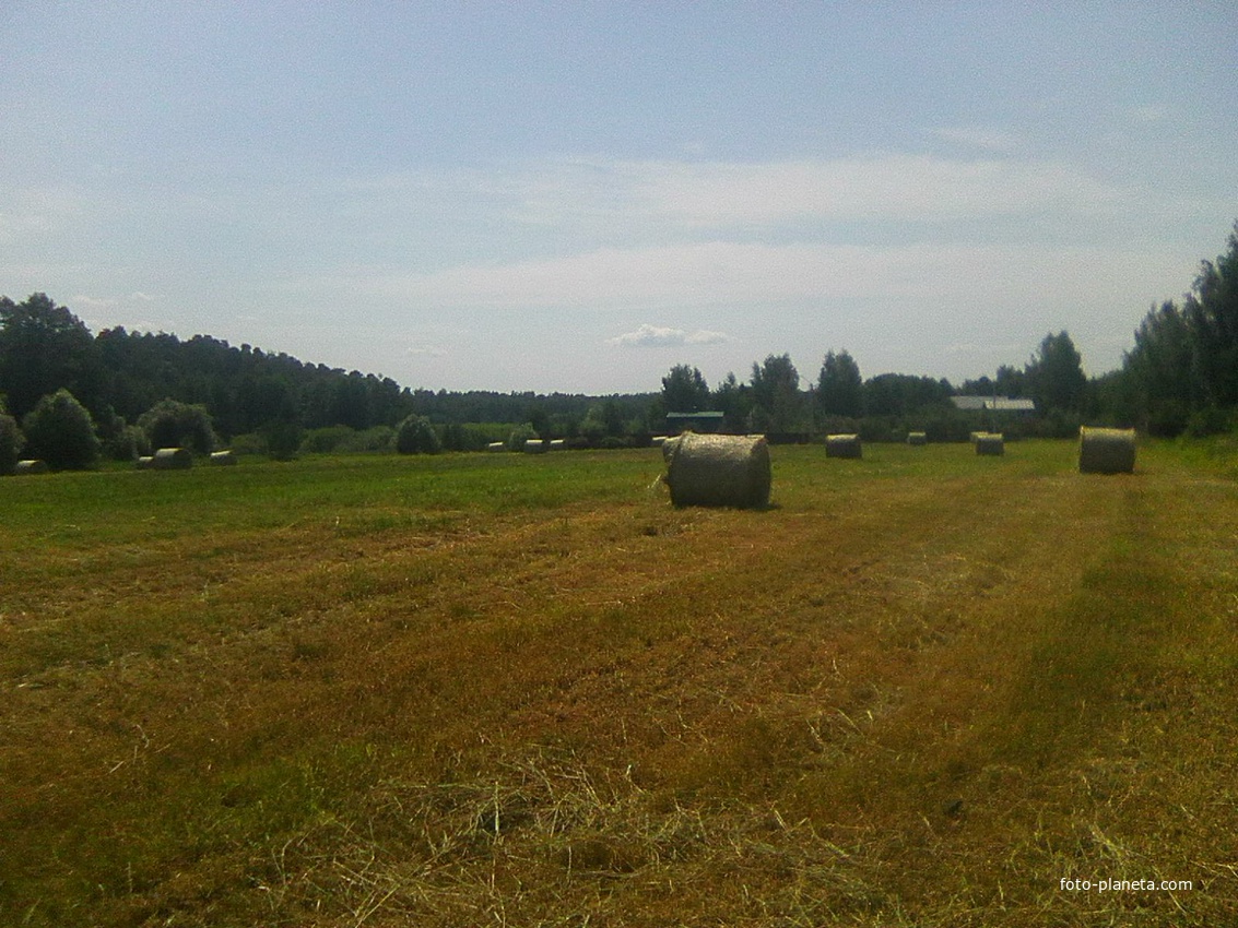Убранное в рулоны сено на поле в деревне Воронинская