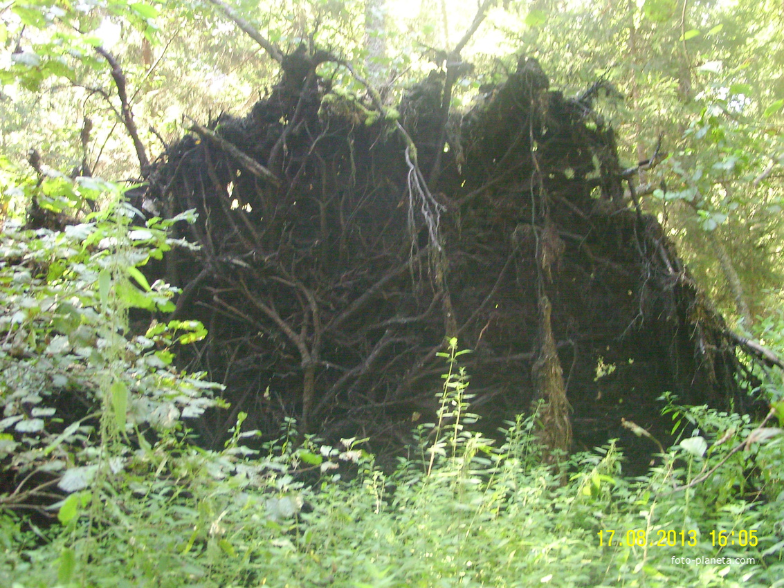 Выворотень в лесу за селом Шатур у тропы к селу Большое Гридино
