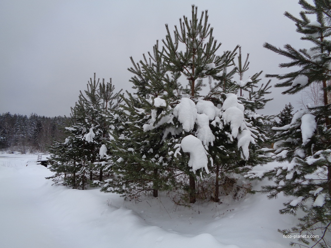 Новгородская область. Лес.