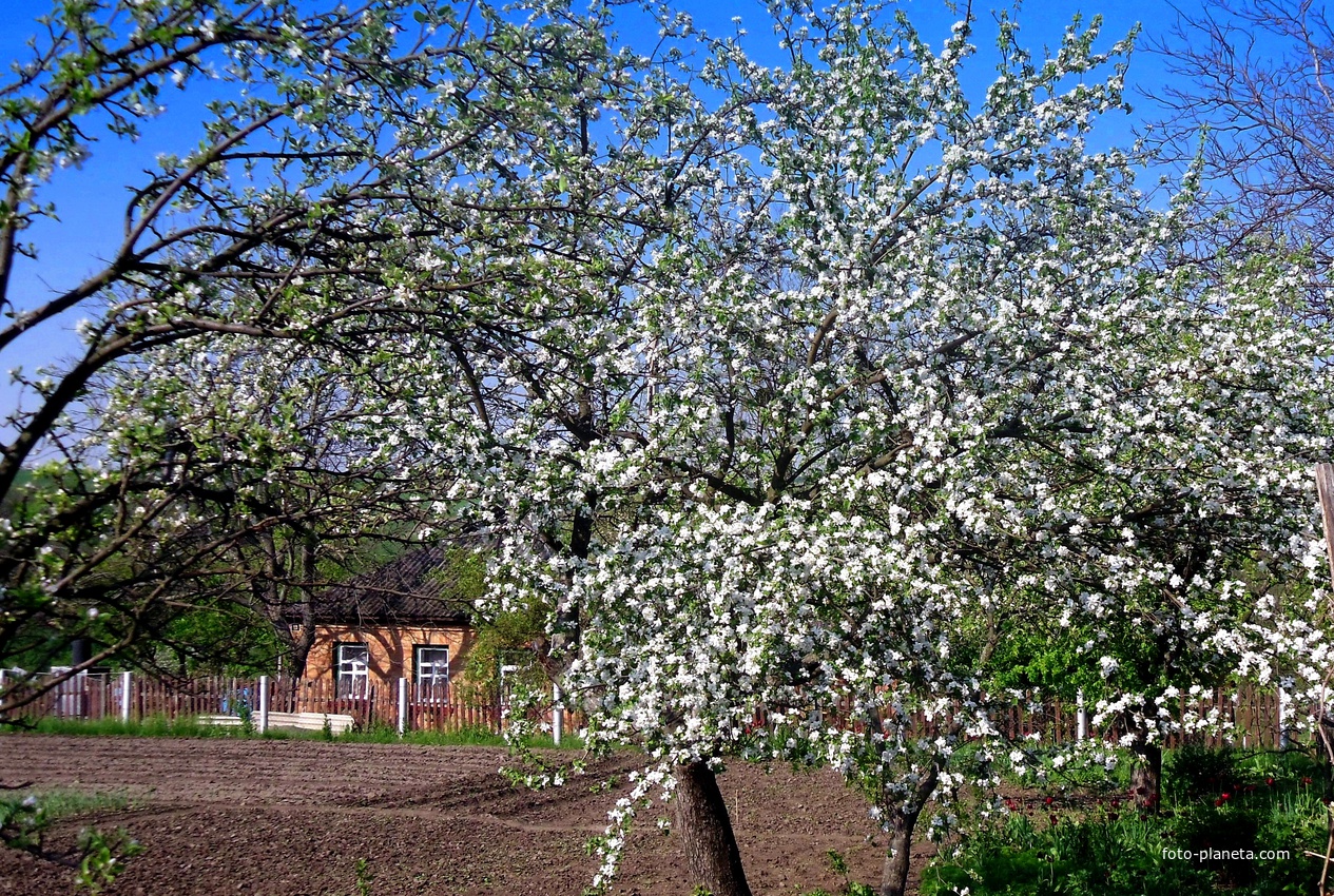 Цвіте яблуня,весна 2012 р.