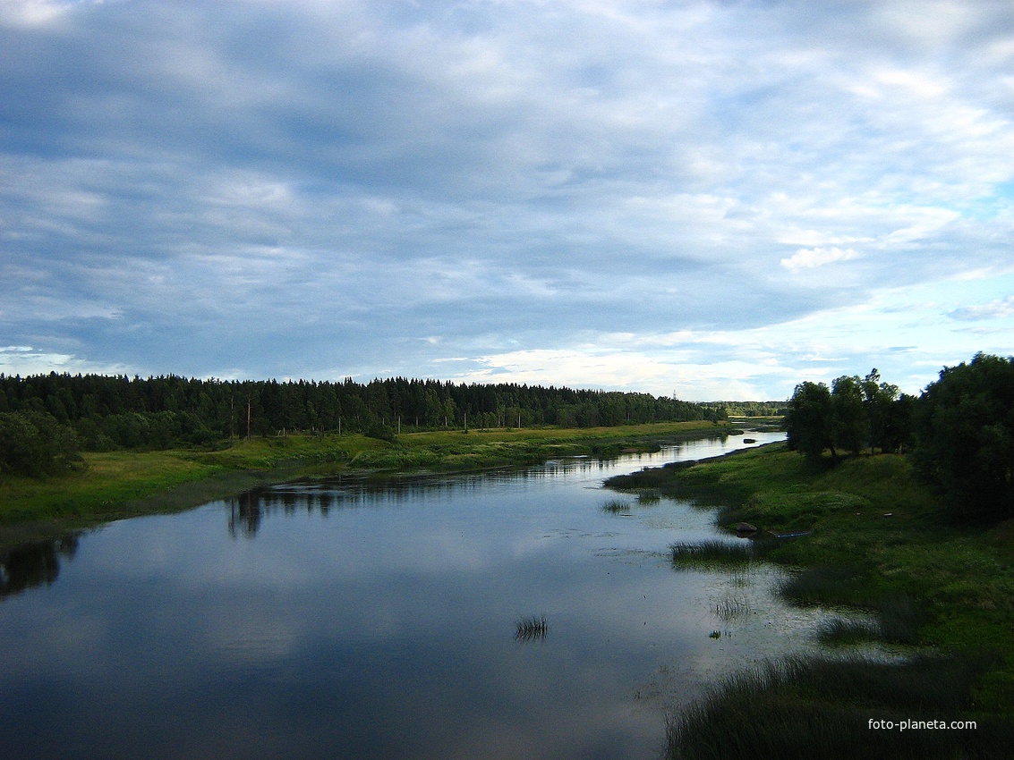 Река Молога,Пестовский район, Новгородская область.