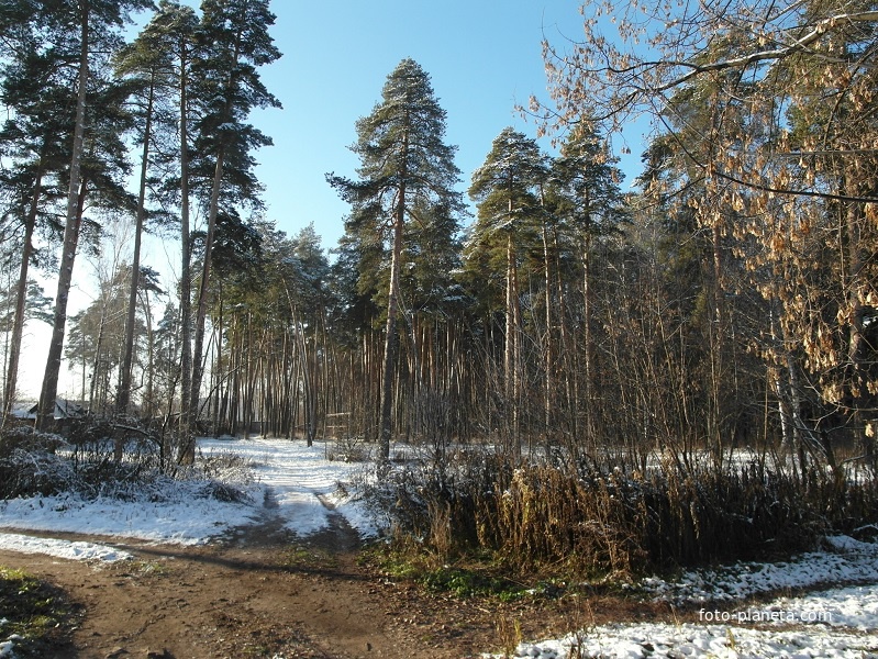 Небольшой лес в Ногинске