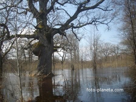 разлив Случи