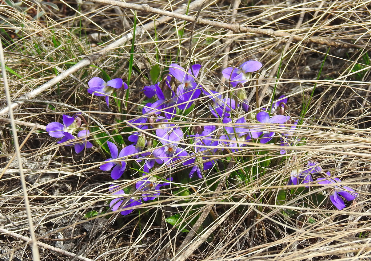 Фиалка сомнительная (лат. Viola ambigua), Восточная окраина