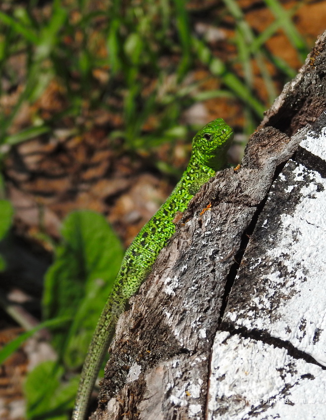 Зелёная ящерица (лат. Lacerta viridis)