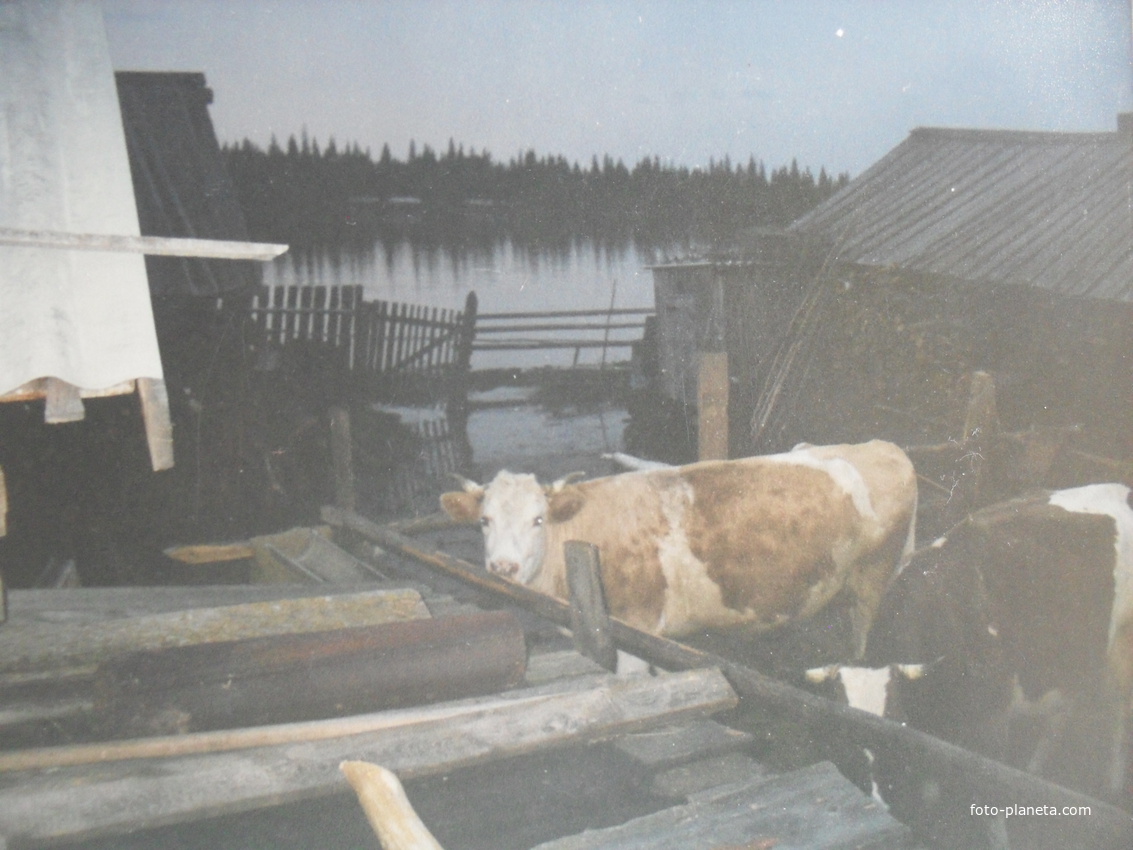 Во время половодья домашний скот на плотах.