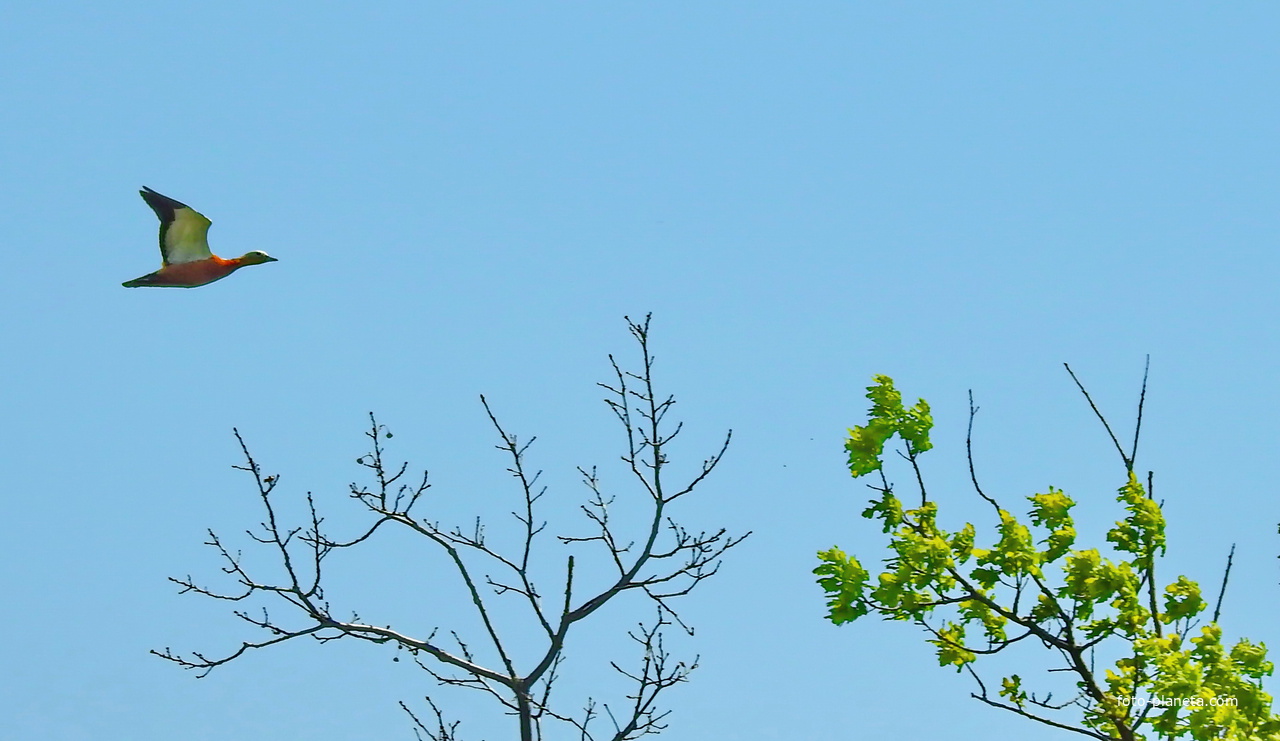 Огарь, или красная утка (лат. Tadorna ferruginea)