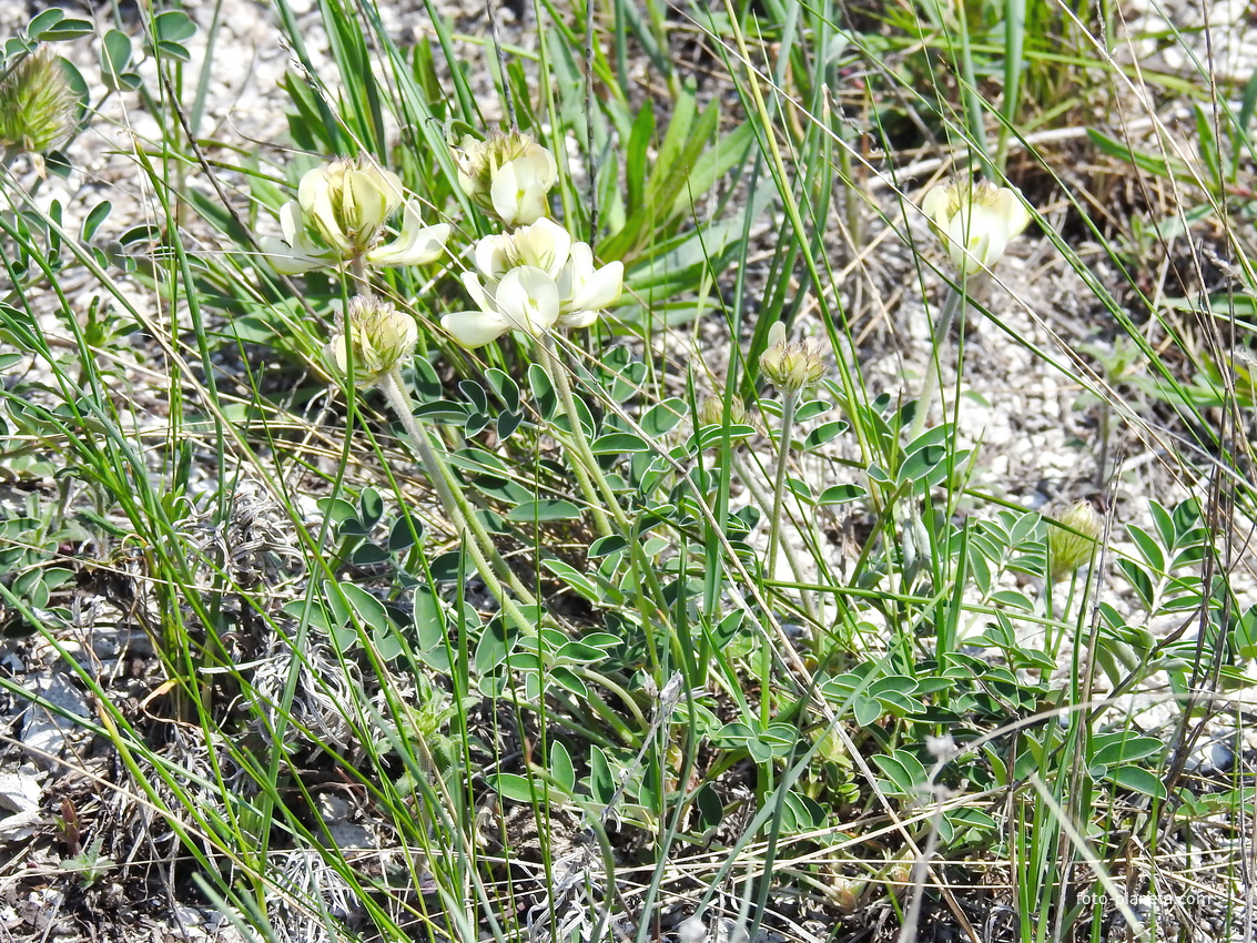 Астрагал белостебельный (лат. Astragalus albicaulis)