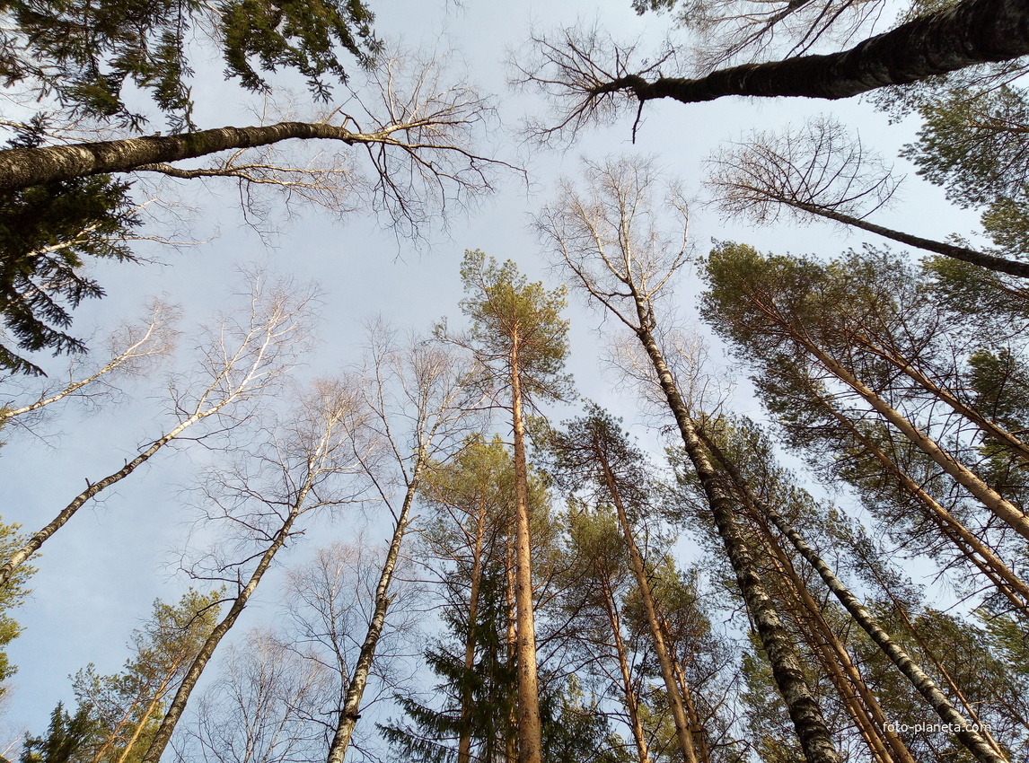 Апрельский лес в Новоильинске. &quot;Где сосны рвутся в небо, где быль живёт или небыль...