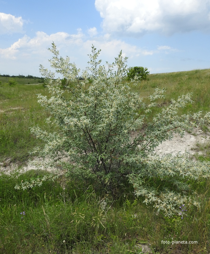 Лох узколистный (лат. Elaeagnus angustifolia)