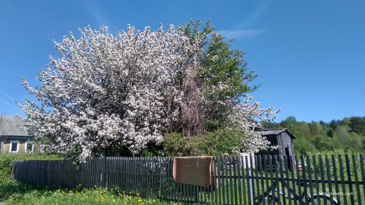 цветущие деревья в с. Ундозерский Погост