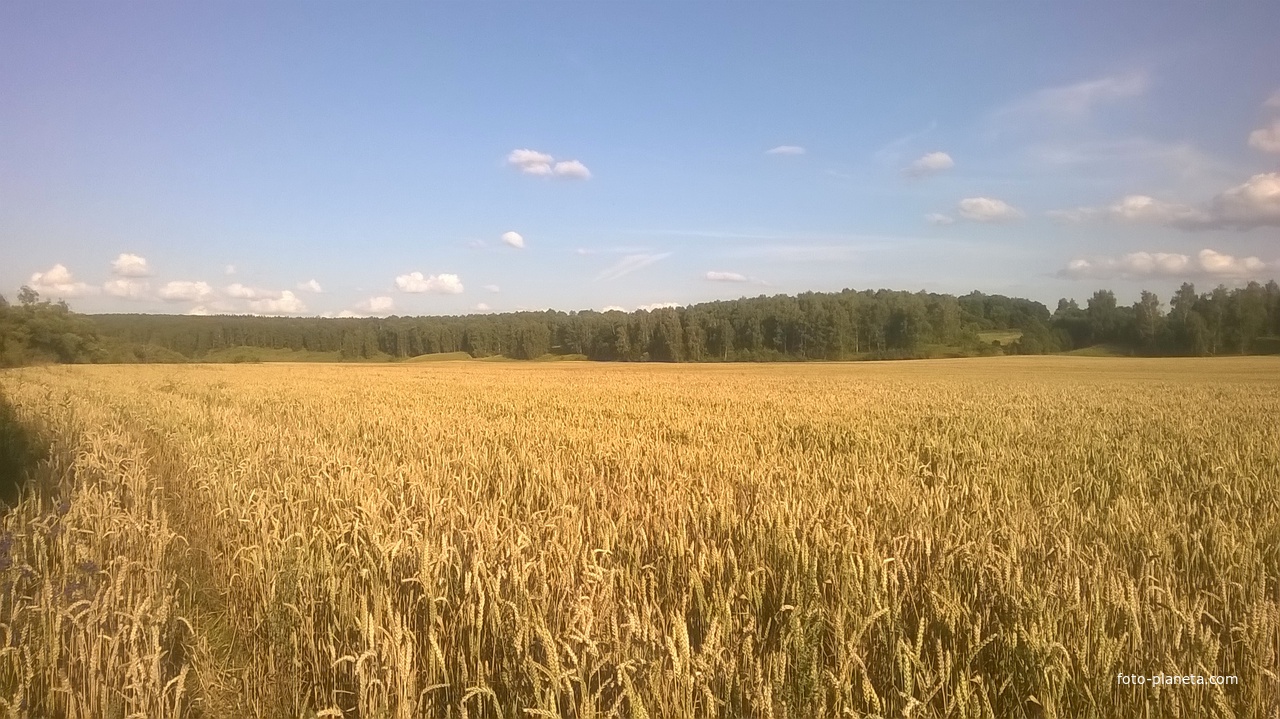 Затишье. Июль 2019 Пшеничное поле