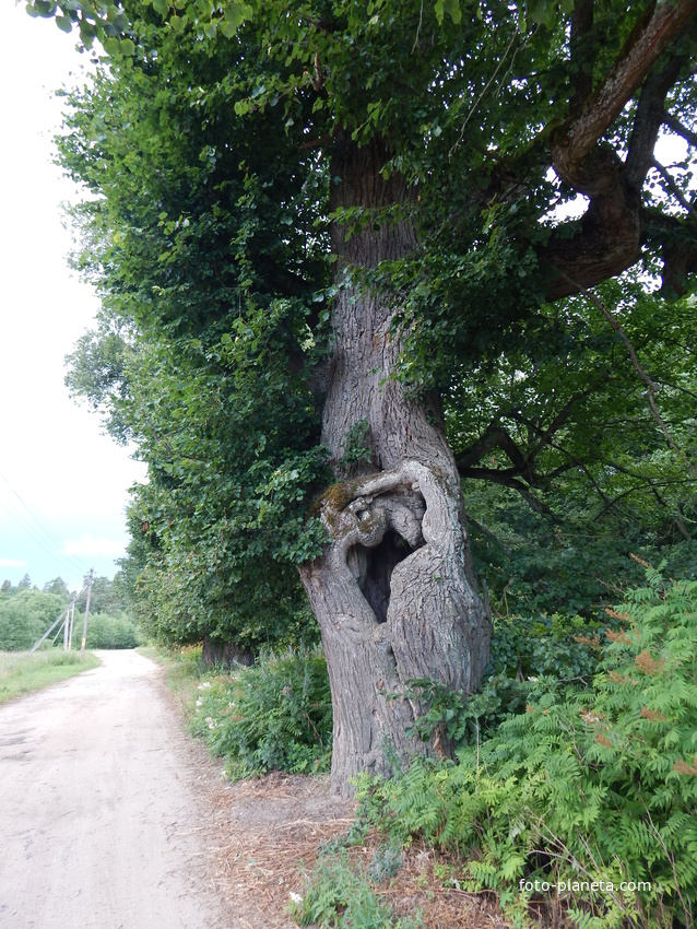 Оригинальное дерево при въезде в деревню