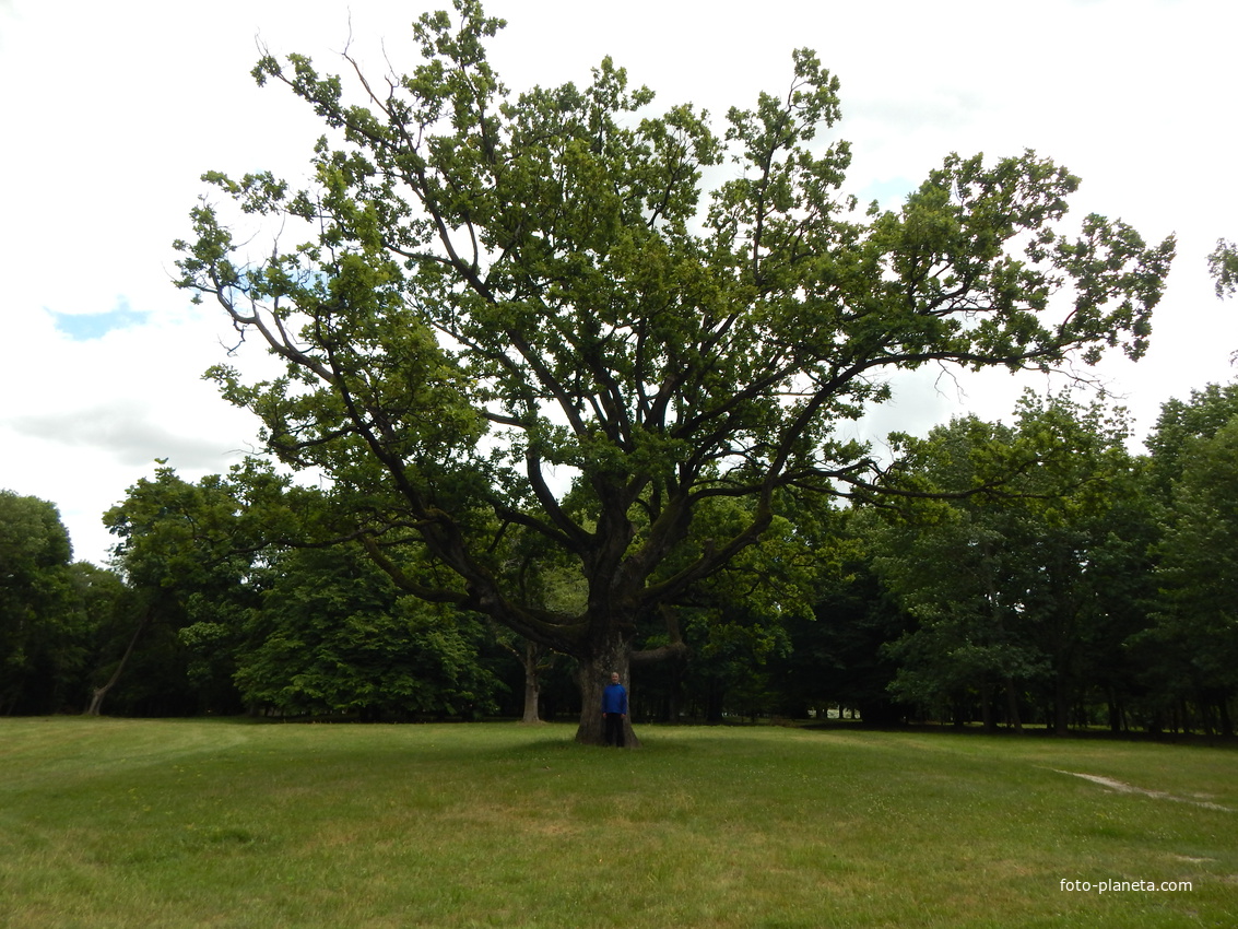 В центре парка растет большой дуб, у которого загадывают желанья