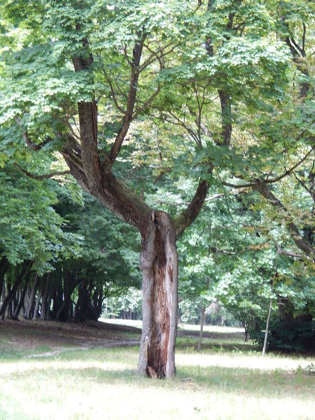 В парке &quot;Маньковичи&quot; есть деревья необычной формы