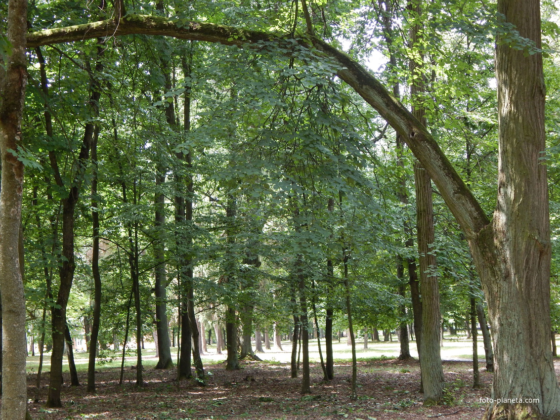 В парке &quot;Маньковичи&quot; есть деревья необычной формы