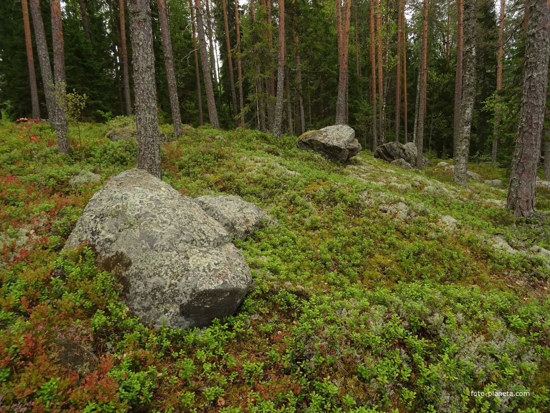 Природа в Хейнявеси