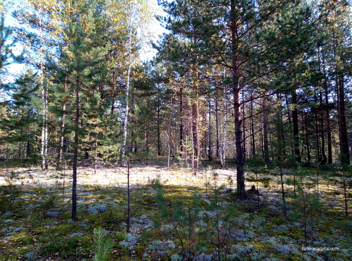 Осенний лес в окрестностях Новоильинска.